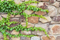 Green climbing ivy growing across rustic tan and brown stone wall