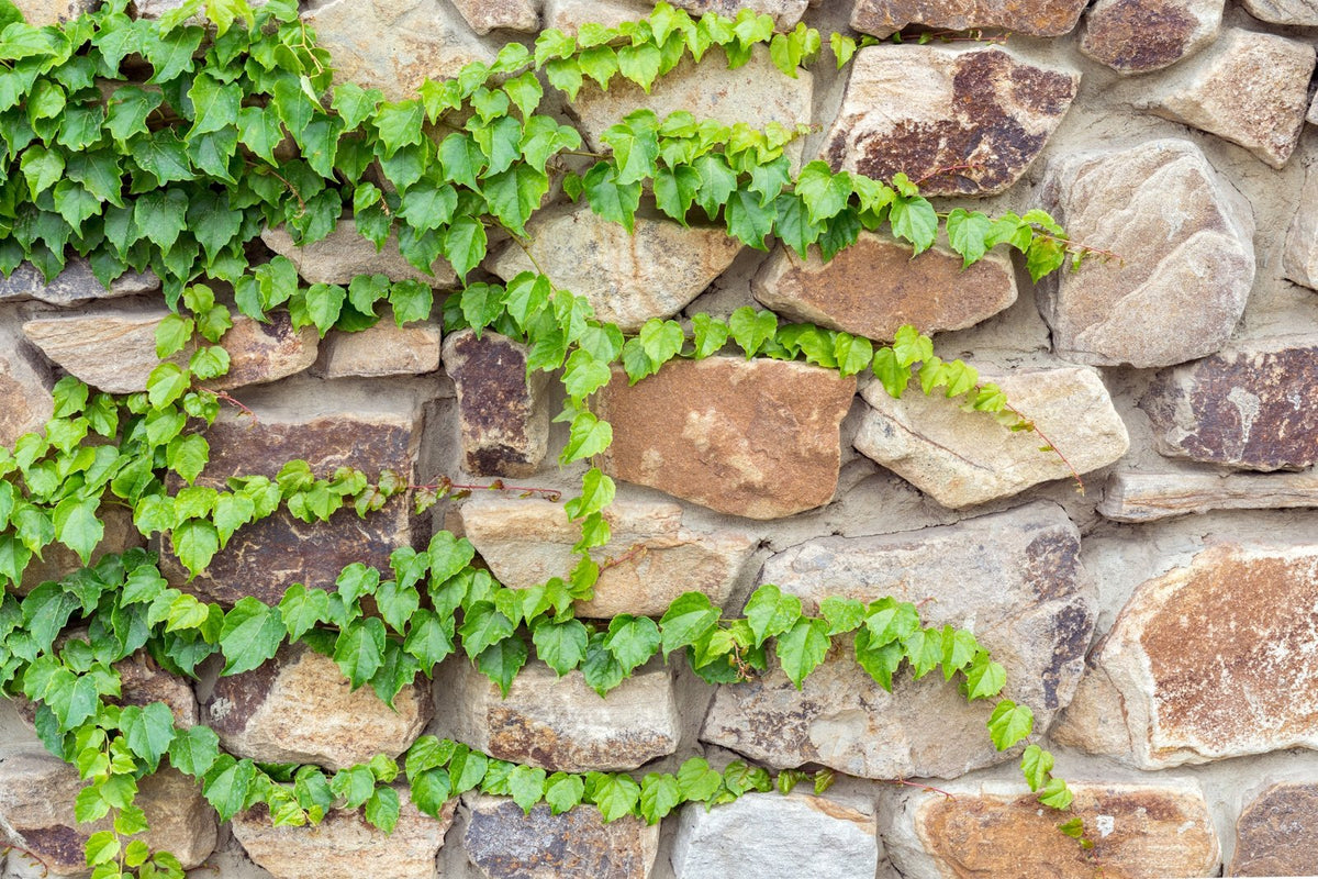 Green climbing ivy growing across rustic tan and brown stone wall