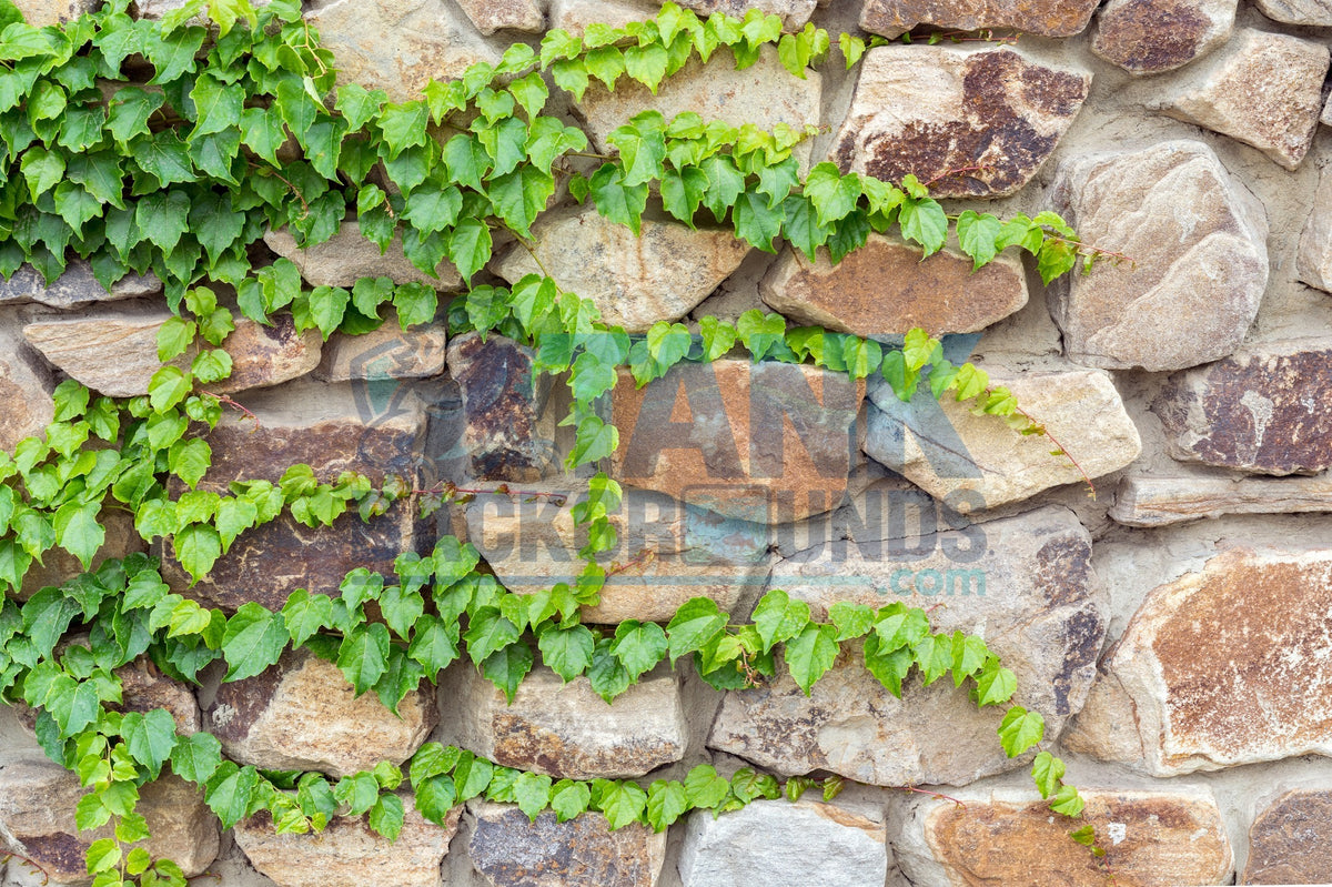 Green climbing ivy growing across rustic tan and brown stone wall