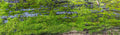 Close-up panoramic texture of green moss growing on dark tree bark