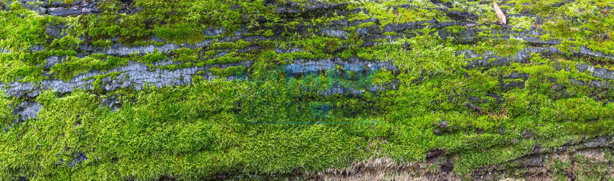 Close-up panoramic texture of green moss growing on dark tree bark