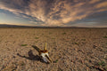 Barren Desert Skull terrarium background