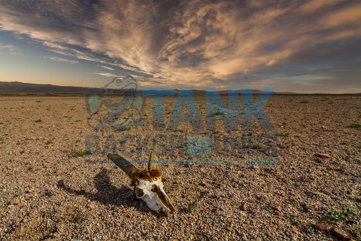 Barren Desert Skull terrarium background