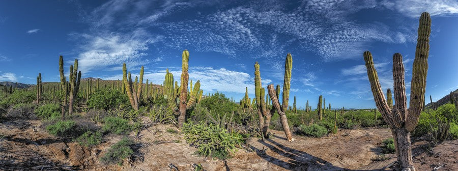 Beautiful Baja Cactus Field terrarium background