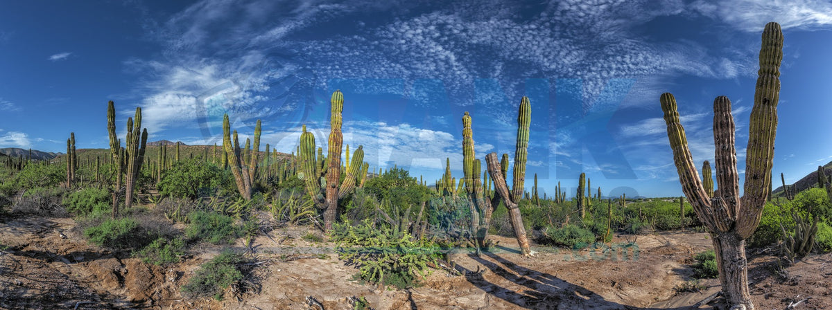 Beautiful Baja Cactus Field terrarium background