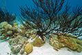 Black Coral Reef aquarium background