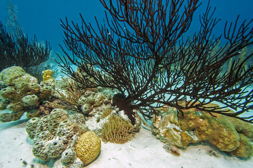Black Coral Reef aquarium background