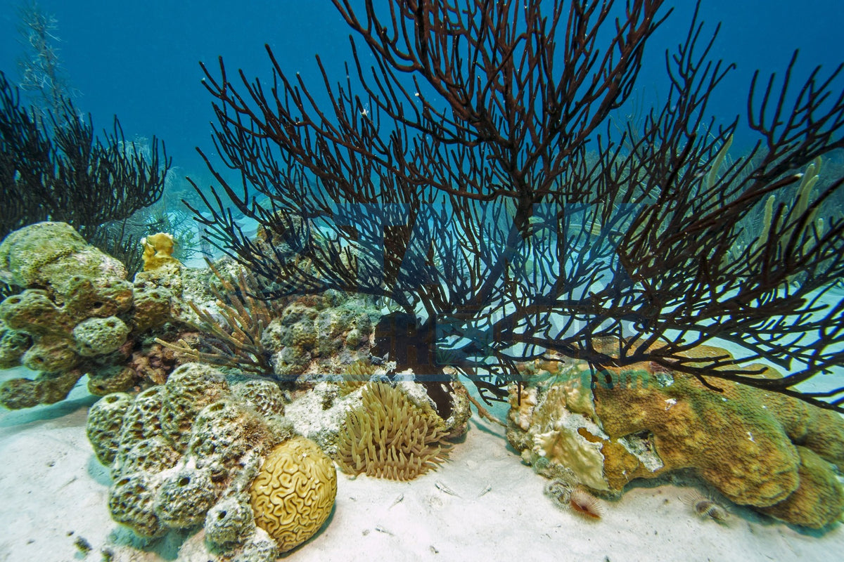 Black Coral Reef aquarium background