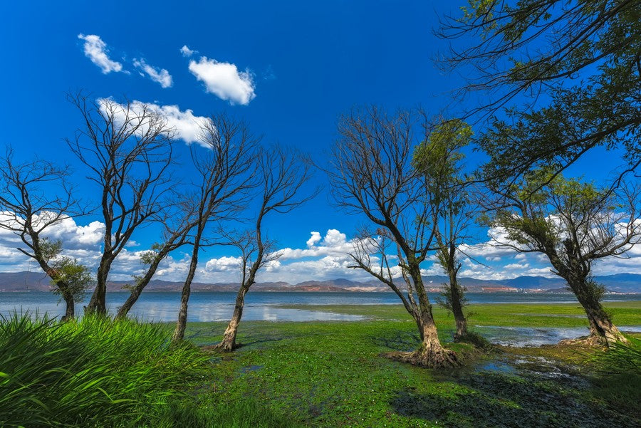 Blue Sky Over Tranquil Lake terrarium background