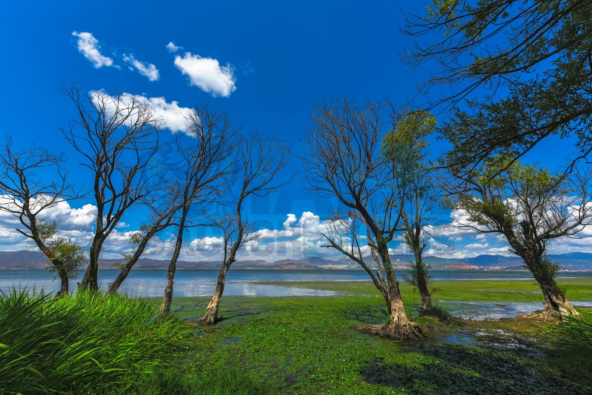 Blue Sky Over Tranquil Lake terrarium background