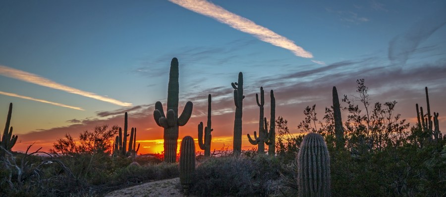 Cactus Field at Dawn