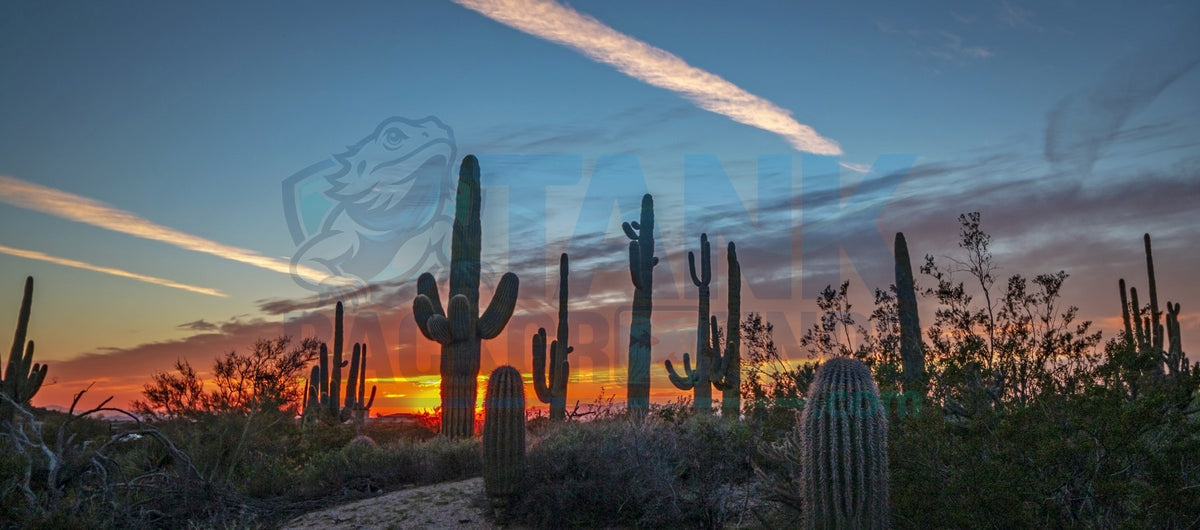 Cactus Field at Dawn