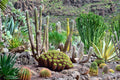 Cactus Garden terrarium background