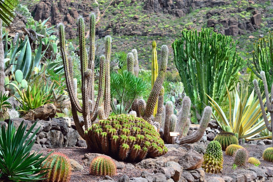 Cactus Garden terrarium background