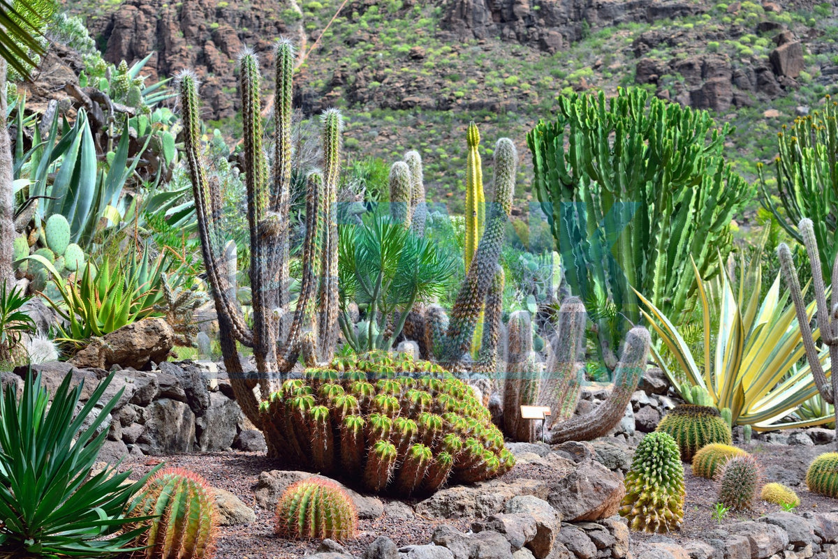 Cactus Garden terrarium background