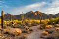 Cactus Trail with Sun and Mountains