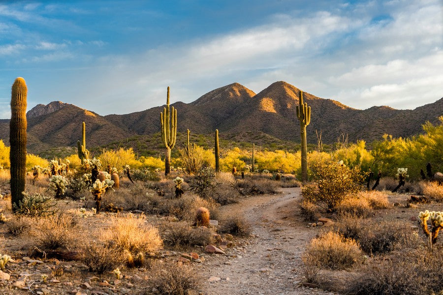 Cactus Trail with Sun and Mountains