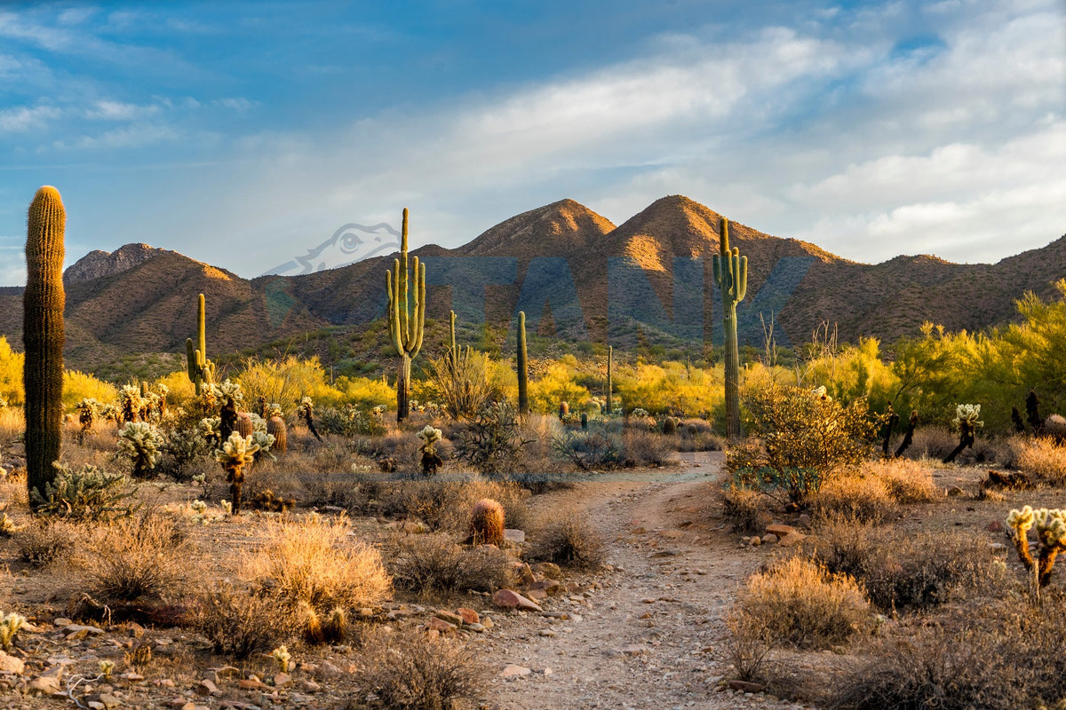 Cactus Trail with Sun and Mountains