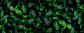 Closeup Green Leaves terrarium background