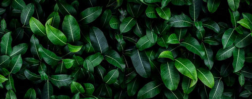 Closeup Green Leaves terrarium background