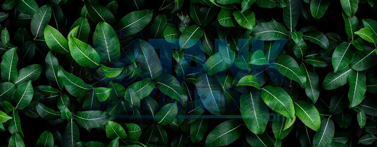 Closeup Green Leaves terrarium background