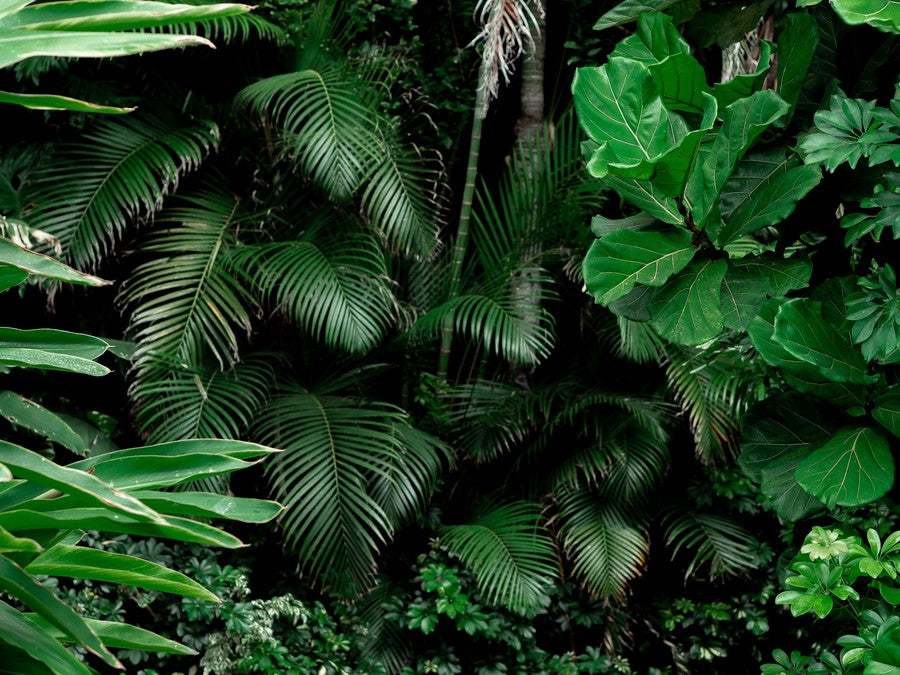 Closeup Jungle Fronds terrarium background