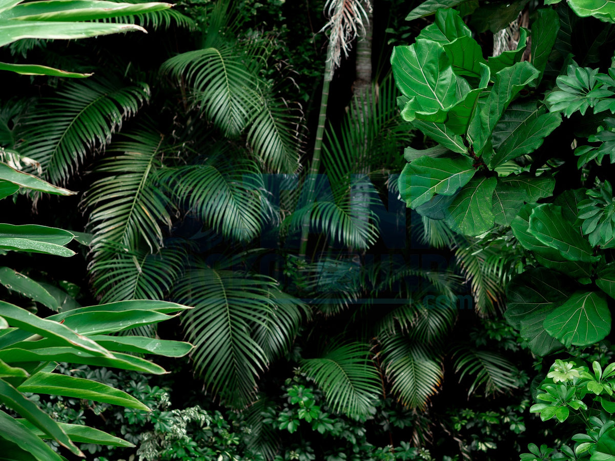 Closeup Jungle Fronds terrarium background