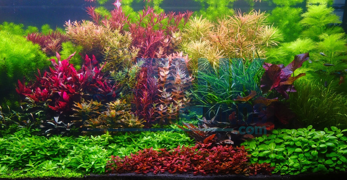 Colorful Aquatic Plants aquarium background