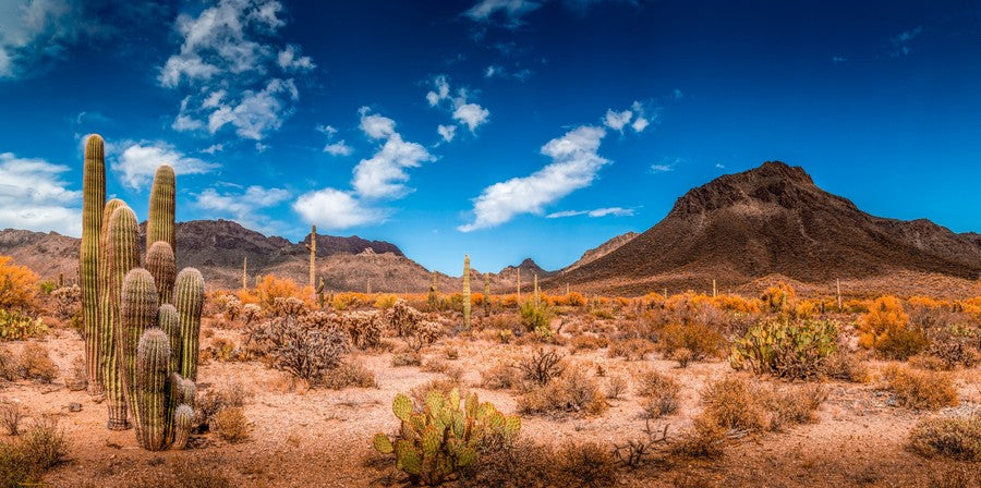 Desert Blue Sky & Cactus terrarium background