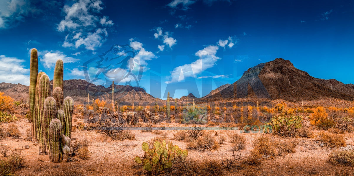Desert Blue Sky & Cactus terrarium background