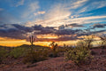Desert Sunset with Saguaro terrarium background