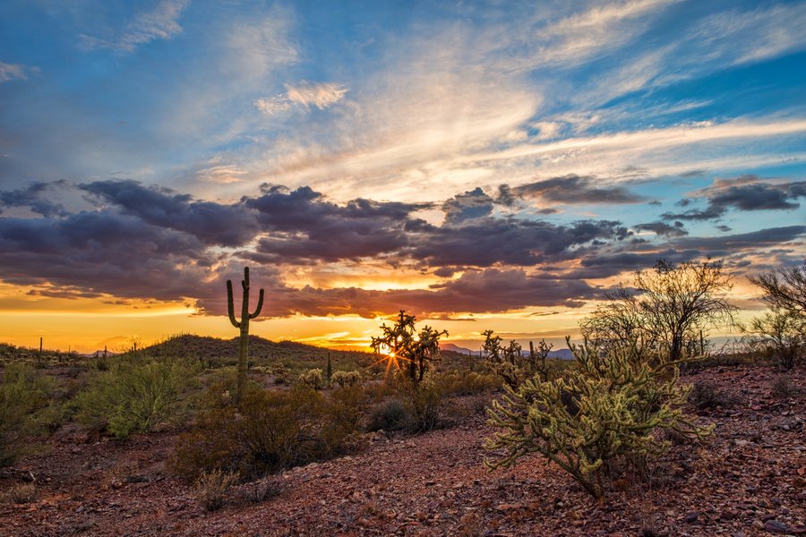 Desert Sunset with Saguaro terrarium background