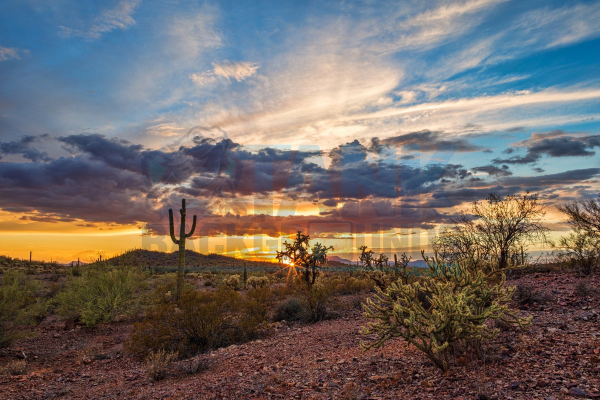 Desert Sunset with Saguaro terrarium background