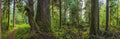 Detailed Woodsy Rainforest Panoramic terrarium background