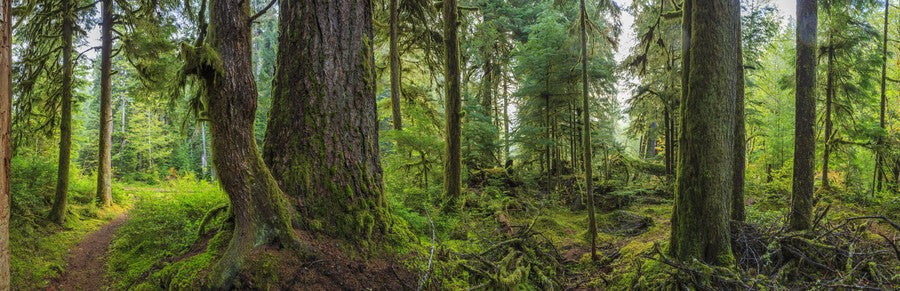 Detailed Woodsy Rainforest Panoramic terrarium background