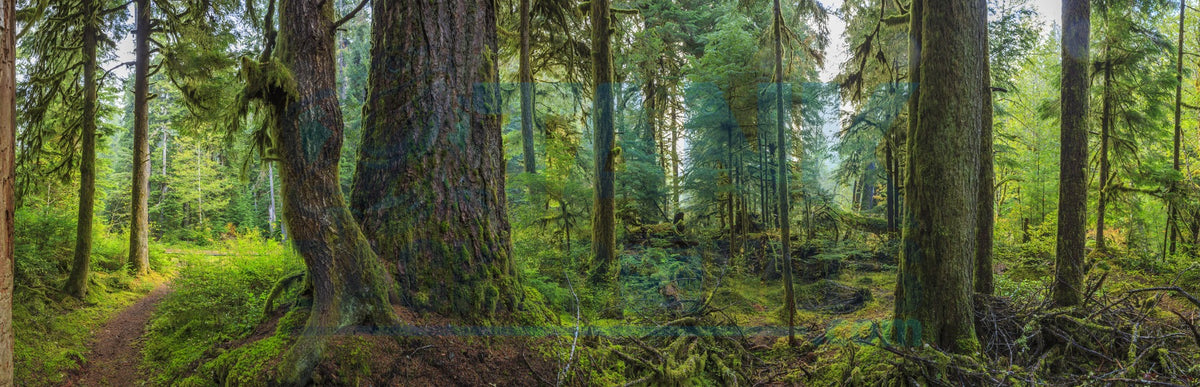 Detailed Woodsy Rainforest Panoramic terrarium background