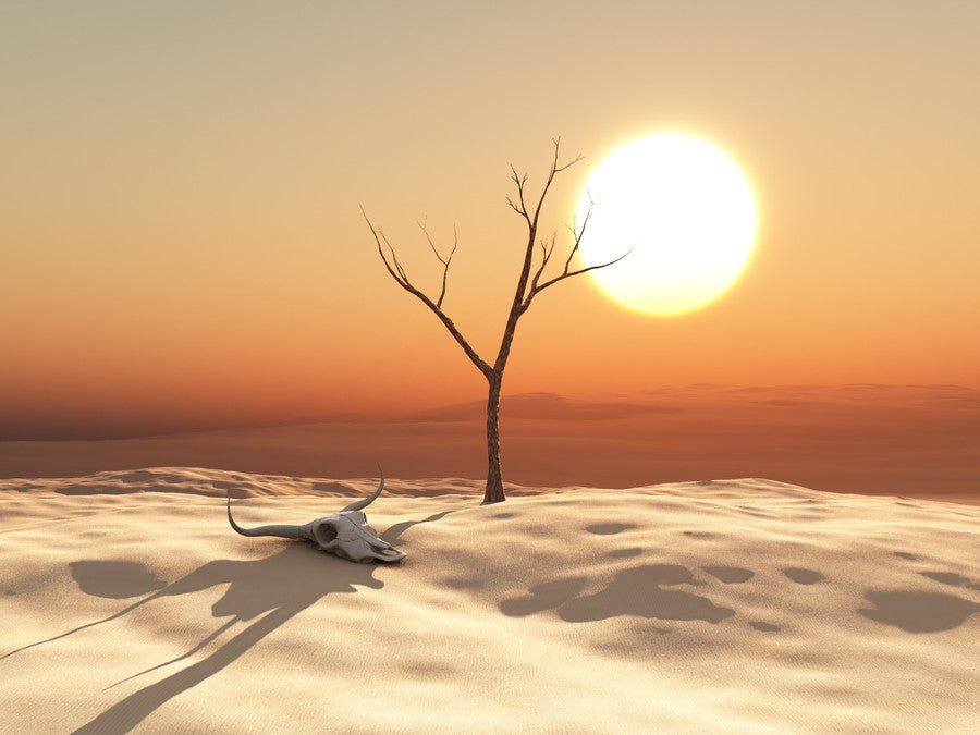 Dry Desert Skull terrarium background