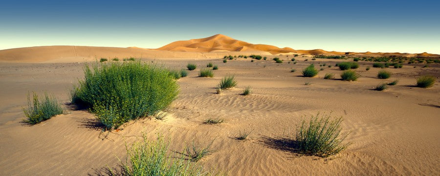 Endless Desert Sand terrarium background