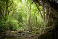 Jungle Roots with Rocky Creek