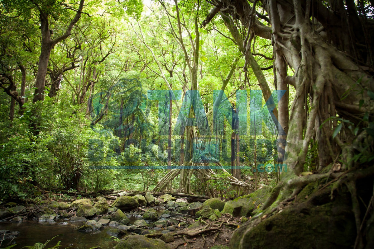 Jungle Roots with Rocky Creek
