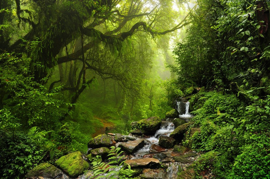 Jungle with Brook