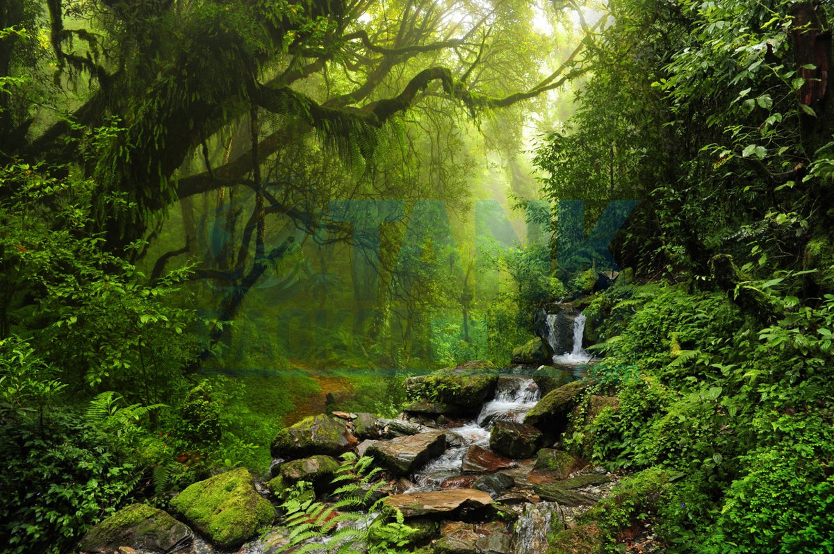Jungle with Brook