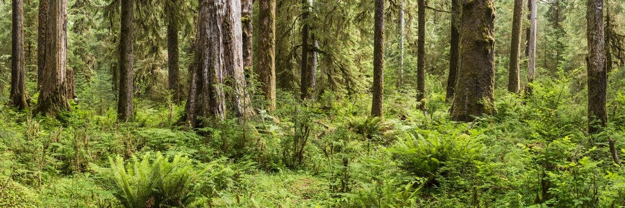 Lush Forest with Ferns Panoramic
