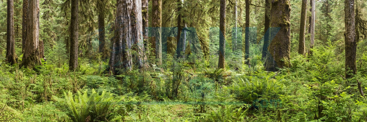 Lush Forest with Ferns Panoramic