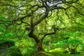 Lush Green Tree with Spiraling Branches
