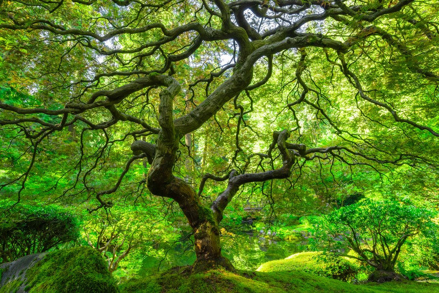 Lush Green Tree with Spiraling Branches