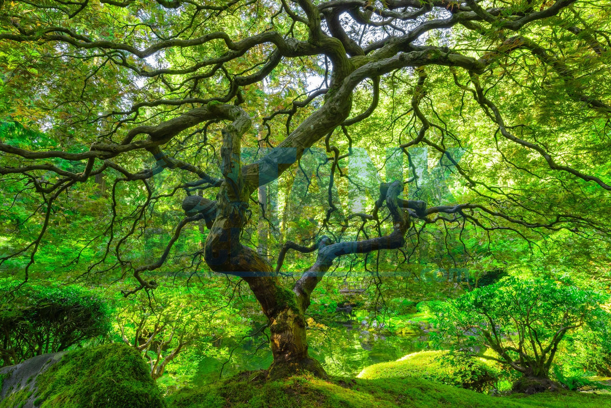 Lush Green Tree with Spiraling Branches