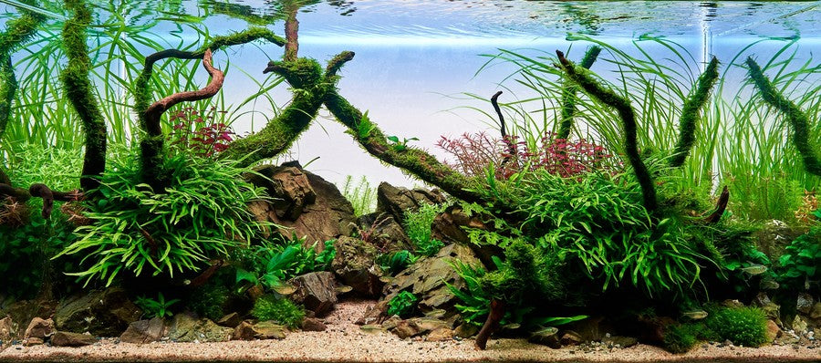 Lush Planted Aquarium background