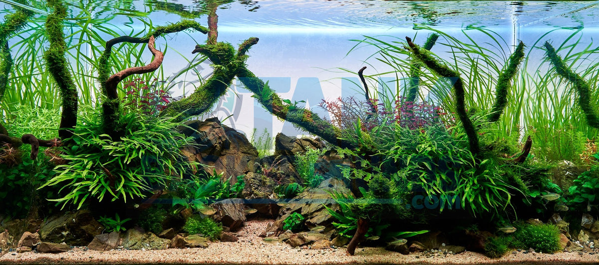 Lush Planted Aquarium background