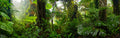 Lush Tropical Rainforest terrarium background